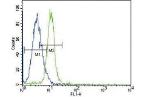 JAK2 antibody flow cytometric analysis of K562 cells (green) compared to a negative control (blue). (JAK2 Antikörper  (AA 1101-1132))