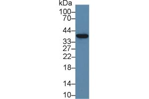 Detection of ND1 in Porcine Liver lysate using Polyclonal Antibody to NADH Dehydrogenase 1 (ND1) (MT-ND1 Antikörper  (AA 186-270))