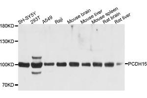 Western blot analysis of extracts of various cell lines, using PCDH15 antibody (ABIN6003792) at 1/1000 dilution. (PCDH15 Antikörper)