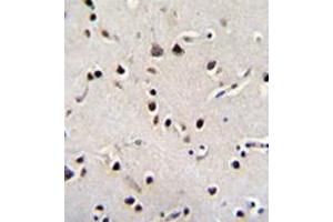 Immunohistochemistry analysis in formalin fixed and paraffin embedded human brain tissue reacted with LRRC46 Antibody (N-term) followed by peroxidase conjugation of the secondary antibody and DAB staining. (LRRC46 Antikörper  (N-Term))