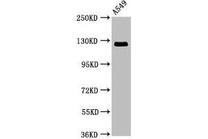Western Blot Positive WB detected in: A549 whole cell lysate All lanes: RANBP17 antibody at 3. (RANBP17 Antikörper  (AA 465-587))