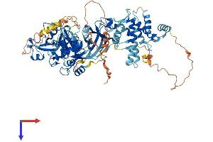 Calpain 3 Protein (CAPN3) (AA 1-821) (His tag)