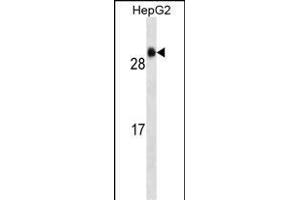 GSTA1 Antibody (ABIN659176 and ABIN2843782) western blot analysis in HepG2 cell line lysates (35 μg/lane). (GSTA1 Antikörper)