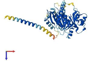B3GNT1 Protein (AA 1-415) (His tag)