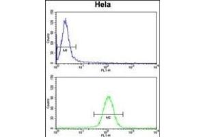 UHRF1 Antibody (Center) (ABIN652792 and ABIN2842520) flow cytometry analysis of Hela cells (bottom histogram) compared to a negative control cell (top histogram). (UHRF1 Antikörper  (AA 229-257))