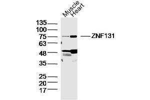 Lane 1: Mouse Muscle lysates Lane 2: Mouse Heart lysates probed with ZNF131 Polyclonal Antibody, Unconjugated  at 1:300 dilution and 4˚C overnight incubation. (ZNF131 Antikörper  (AA 351-460))