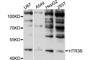 Western blot analysis of extracts of various cell lines, using HTR3B antibody (ABIN4903988) at 1:1000 dilution. (Serotonin Receptor 3B Antikörper)