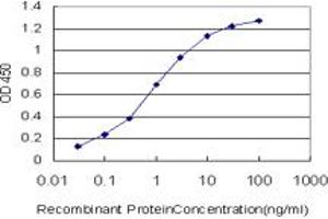 Detection limit for recombinant GST tagged MYBL2 is approximately 0. (MYBL2 Antikörper  (AA 601-700))
