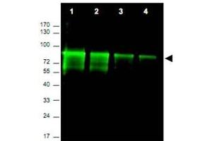 Western blot using Mre11a polyclonal antibody  shows detection of a band ~ 80 KDa corresponding to mouse Mre11a (arrowhead). (Mre11 Antikörper  (AA 68-706))