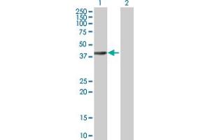 Western Blot analysis of ELMOD3 expression in transfected 293T cell line by ELMOD3 MaxPab polyclonal antibody. (ELMOD3 Antikörper  (AA 1-391))