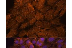 Immunofluorescence analysis of C6 cells using TNFAIP8L2 Polyclonal Antibody at dilution of 1:100. (TNFAIP8L2 Antikörper)