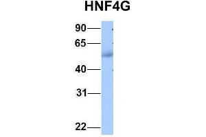 Host:  Rabbit  Target Name:  HNF4G  Sample Type:  Human Adult Placenta  Antibody Dilution:  1. (HNF4 gamma Antikörper  (C-Term))