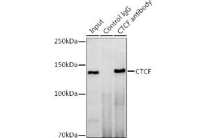 Immunoprecipitation (IP) image for anti-CCCTC-Binding Factor (Zinc Finger Protein) (CTCF) (AA 1-260) antibody (ABIN3021507)