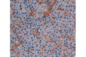 Used in DAB staining on fromalin fixed paraffin- embedded liver tissue (CD236/GYPC Antikörper  (AA 1-95))