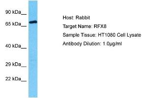 Host: Rabbit Target Name: RFX8 Sample Tissue: Human HT1080 Whole Cell Antibody Dilution: 1ug/ml