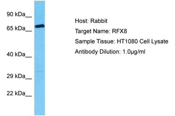 RFX8 Antikörper  (C-Term)