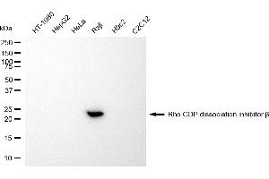 anti-rho GDP Dissociation Inhibitor (GDI) beta (ARHGDIB) antibody