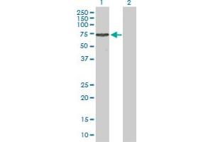Western Blot analysis of TRIM16 expression in transfected 293T cell line by TRIM16 MaxPab polyclonal antibody. (TRIM16 Antikörper  (AA 1-564))