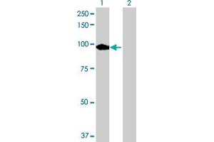 Western Blot analysis of PDE8A expression in transfected 293T cell line by PDE8A MaxPab polyclonal antibody. (PDE8A Antikörper  (AA 1-829))