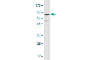Western Blotting (WB) image for anti-Cadherin 11 (CDH11) (AA 54-612) antibody (ABIN1326976)