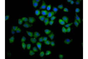 Immunofluorescence staining of Hela cells with ABIN7148577 at 1:100, counter-stained with DAPI. (Cornifelin (CNFN) (AA 1-112) Antikörper)