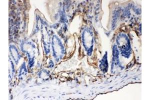 IHC-P: ABCB4 antibody testing of mouse intestine tissue (ABCB4 Antikörper  (AA 601-720))