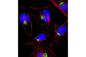 Fluorescent image of Hela cell stained with PTGS1 Antibody . (PTGS1 Antikörper  (C-Term))