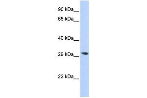 Western Blotting (WB) image for anti-Lysophospholipase II (LYPLA2) antibody (ABIN2460084)
