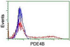 HEK293T cells transfected with either RC211956 overexpress plasmid (Red) or empty vector control plasmid (Blue) were immunostained by anti-PDE4B antibody (ABIN2454985), and then analyzed by flow cytometry. (PDE4B Antikörper)