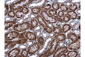 IHC-P Image ACADM antibody detects ACADM protein at mitochondria in mouse kidney by immunohistochemical analysis. (Medium-Chain Specific Acyl-CoA Dehydrogenase, Mitochondrial (MCAD) (N-Term) Antikörper)