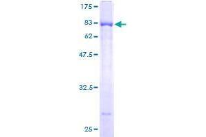 ELL3 Protein (AA 1-397) (GST tag)