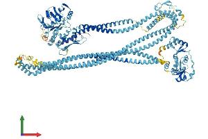 Protein Structure (PS) image for Structural Maintenance of Chromosomes 1B (SMC1B) (AA 1-1248) protein (His tag) (ABIN7564841)