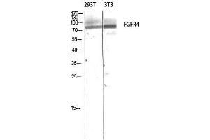 Western Blot (WB) analysis of 293T 3T3 lysis using FGFR4 antibody. (FGFR4 Antikörper)
