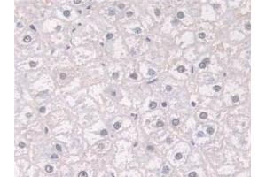 Immunohistochemistry (IHC) image for anti-FK506 Binding Protein 4, 59kDa (FKBP4) (AA 2-459) antibody (ABIN7441208)
