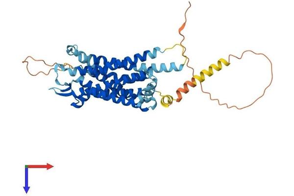TACR1 Protein (AA 1-407) (His tag)