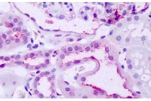 Anti-GPR137B antibody IHC staining of human kidney. (GPR137B Antikörper  (C-Term))