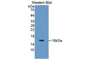 Western Blotting (WB) image for anti-Growth Hormone Releasing Hormone (GHRH) (AA 20-97) antibody (ABIN1077698) (GHRH Antikörper  (AA 20-97))