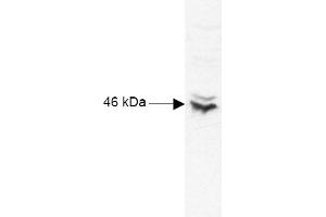 Anti-CREB is shown to detect CREB-1 present in Raji B cell nuclear extract lysates.