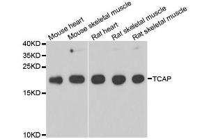 Western blot analysis of extracts of various cell lines, using TCAP antibody. (TCAP Antikörper  (AA 1-167))