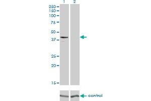 Western blot analysis of GPR175 over-expressed 293 cell line, cotransfected with GPR175 Validated Chimera RNAi (Lane 2) or non-transfected control (Lane 1).