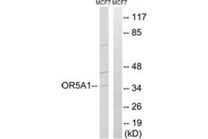 Western blot analysis of extracts from MCF-7 cells, using OR5A1 Antibody. (OR5A1 Antikörper  (AA 240-289))