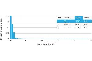 Analysis of Protein Array containing more than 19,000 full-length human proteins using Wilm's Tumor Mouse Recombinant Monoclonal Antibody (rWT1/857). (Rekombinanter WT1 Antikörper)