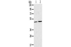 Western Blotting (WB) image for anti-Ras-Related GTP Binding C (RRAGC) antibody (ABIN2430777) (GTR2 Antikörper)