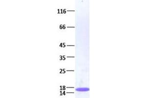 Validation with Western Blot (Histone Cluster 3, H3 (HIST3H3) Protein)