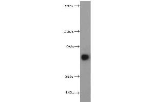 Western Blotting (WB) image for anti-Hepatic and Glial Cell Adhesion Molecule (HEPACAM) antibody (ABIN2932707) (HEPACAM Antikörper)