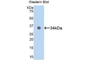 Western Blotting (WB) image for anti-Mitogen-Activated Protein Kinase 14 (MAPK14) (AA 19-279) antibody (ABIN1859754) (MAPK14 Antikörper  (AA 19-279))