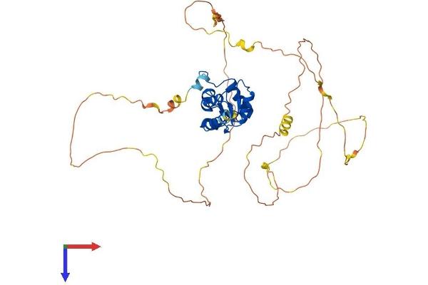 SMAP2 Protein (AA 1-429) (His tag)