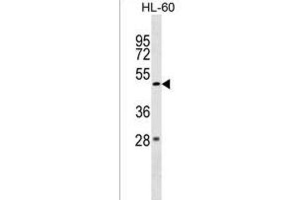 ZBTB47 antibody  (AA 191-218)