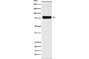 Western blot analysis of Villin-1 expression in CaCo-2 cell lysate.