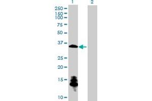 Western Blot analysis of CSGALNACT1 expression in transfected 293T cell line by CSGALNACT1 MaxPab polyclonal antibody. (CSGALNACT1 Antikörper  (AA 1-297))